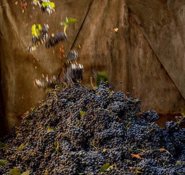 Tourelles grapes